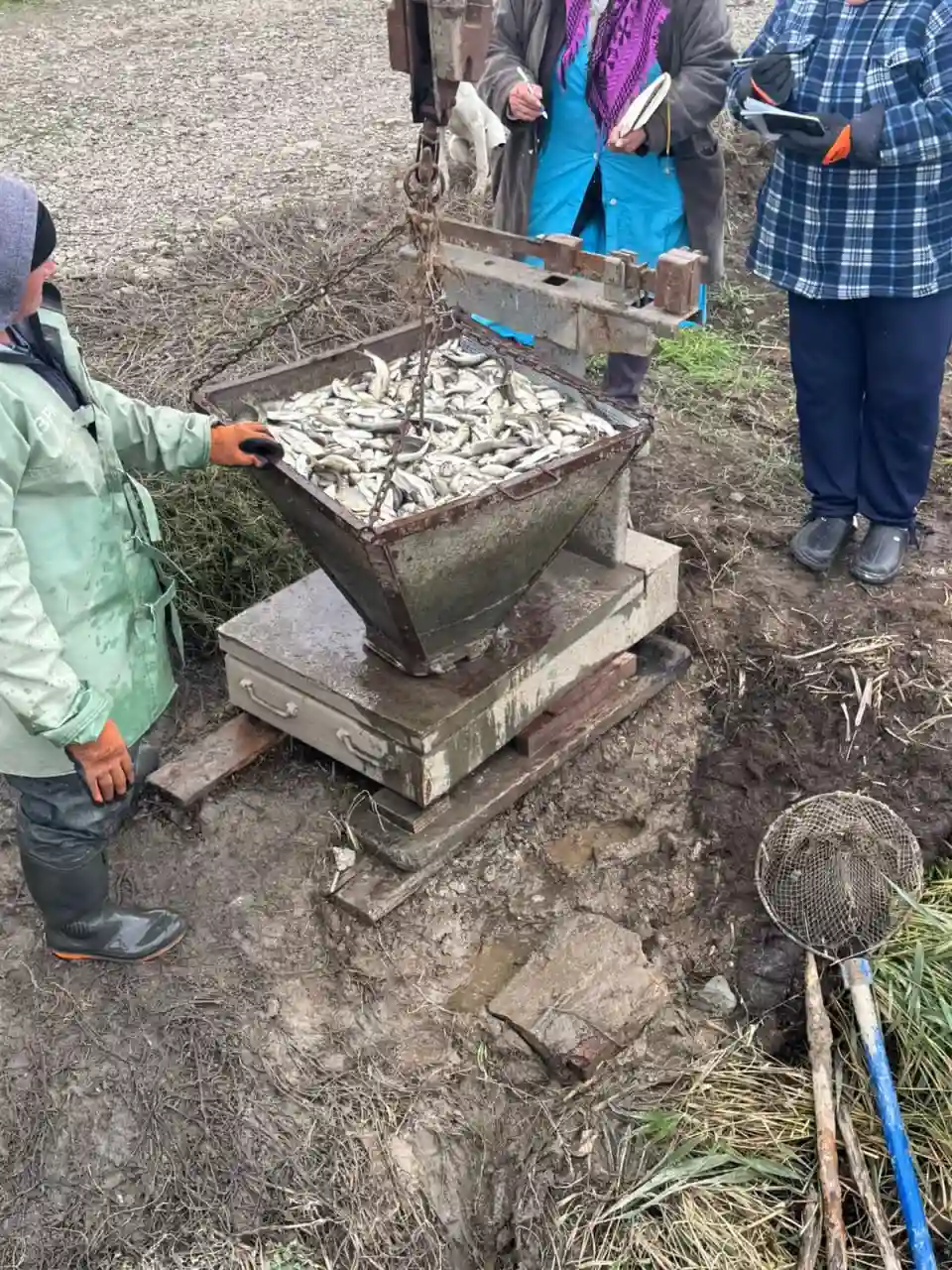 Понад 3 мільйони молоді риб випустили в озера Ялпуг і Кугурлуй