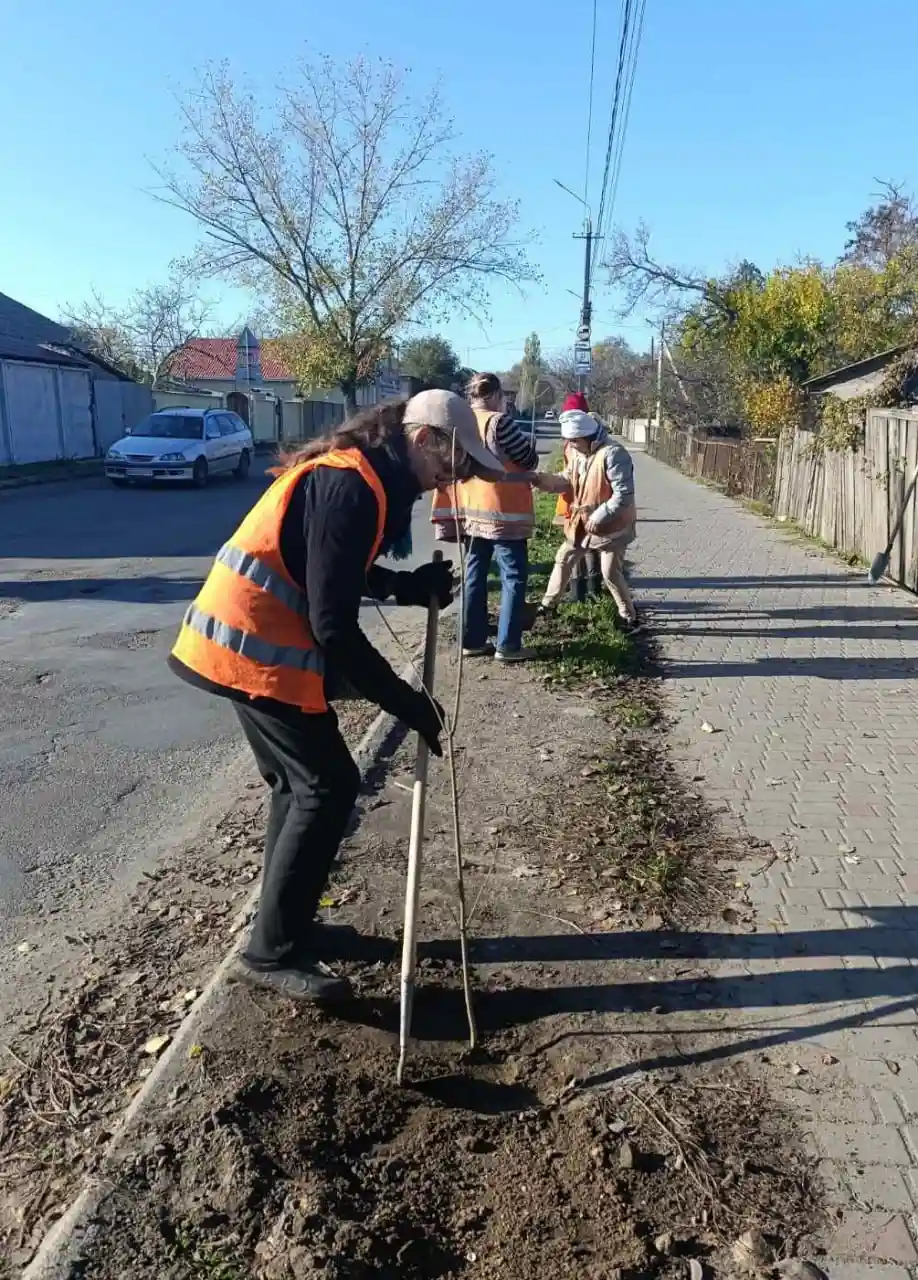 У Білгороді-Дністровському висадили сотню молодих кленів