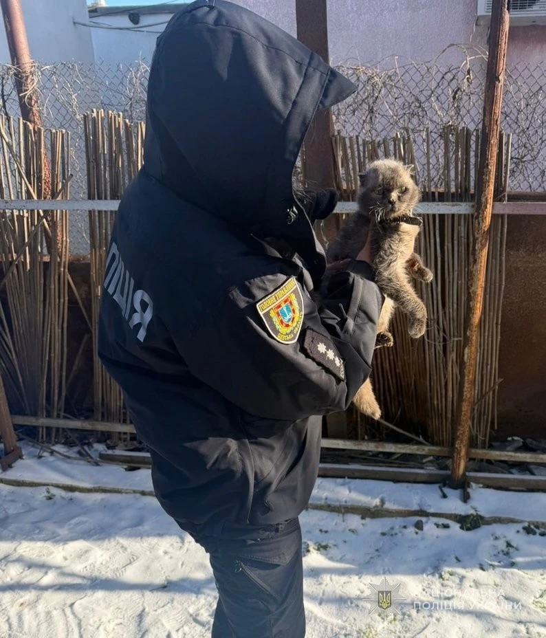 Прикутий до життя на вулиці: в Одесі волонтери борються за відновлення кота після жорстокого утримання