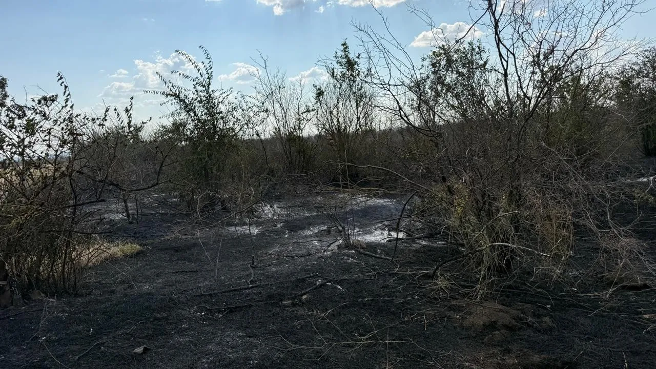 Масштабне займання під Плахтіївкою: вогонь зі сміттєзвалища перекинувся на ліс та поля